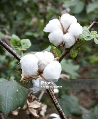 HYBRID COTTON