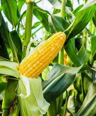 HYBRID MAIZE