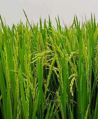 PADDY SEEDS